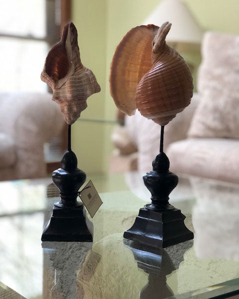 Shell on a Stand Decor